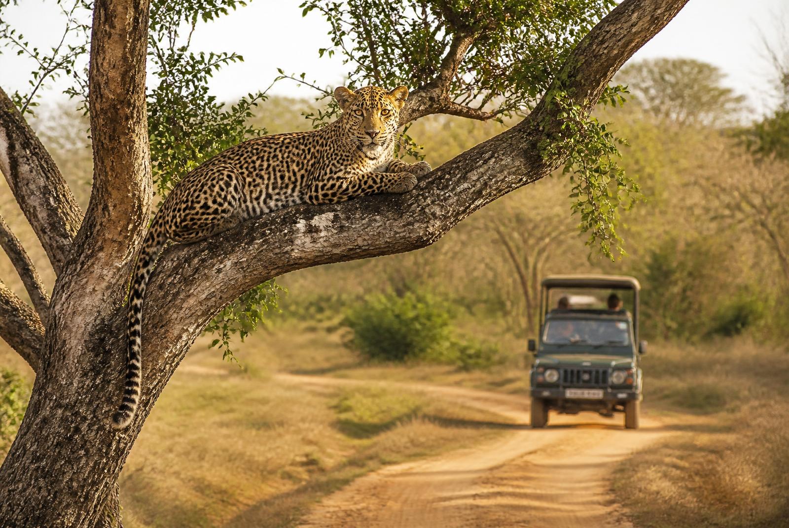 Yala National Park Leopard Safari